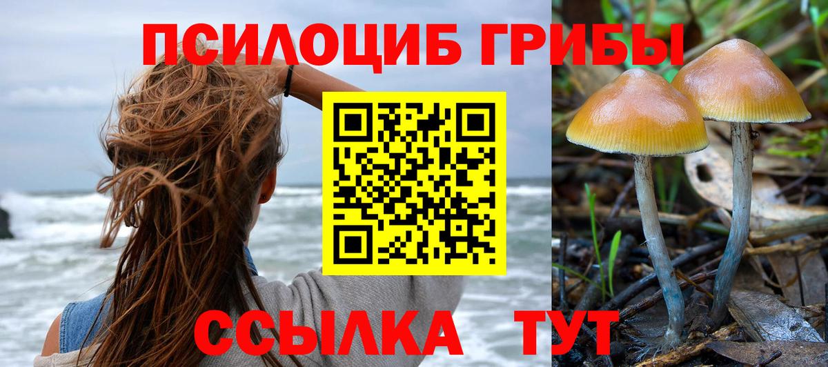 Тимашёвск  Галлюциногенные грибы Cubensis  Вход с VPN 